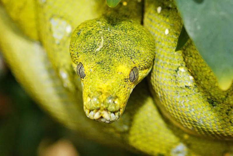 Schlangenzoo Eschlikon — Zoofachhandel, Eschlikon, Thurgau. Foto 2