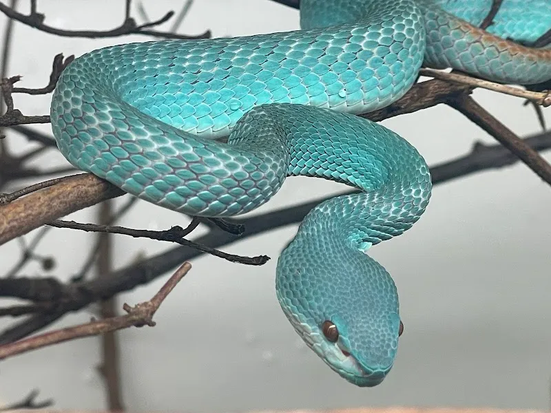 Schlangenzoo Eschlikon — Zoofachhandel, Eschlikon, Thurgau. Foto 3