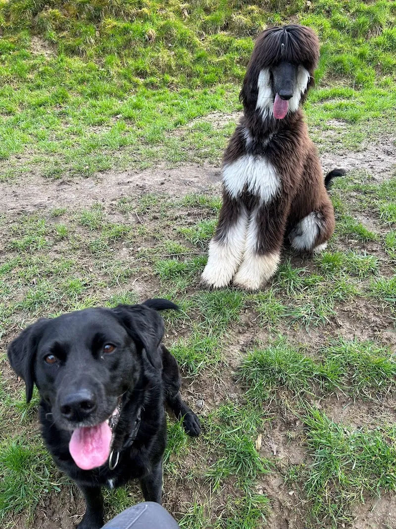 Tierpension Hof — Pension pour chats, Schöftland, Argovie. Foto 2