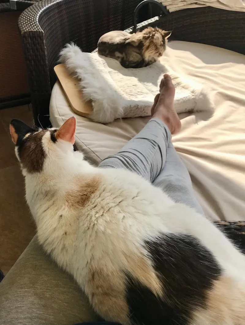 Elisa Pet Care — Pension pour chats, Lenzburg, Argovie. Foto 2