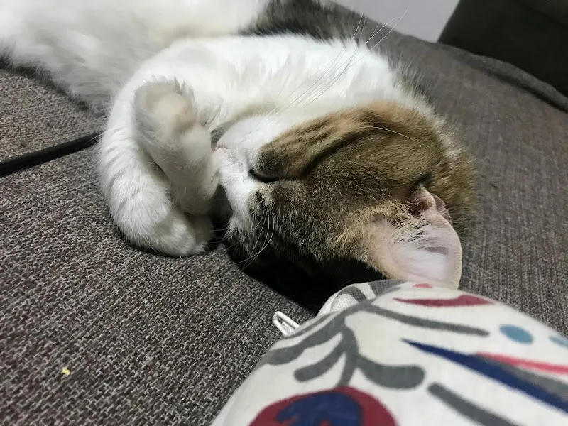 Elisa Pet Care — Pension pour chats, Lenzburg, Argovie. Foto 3