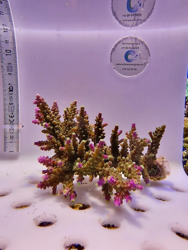 Unterwassergarten Tanner — Zoofachhandel, Münchwilen, Thurgau. Foto 2