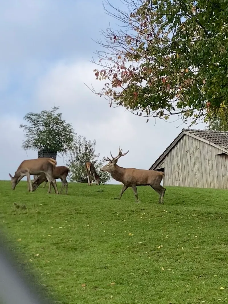 Wildpark Peter und Paul — Animalerie, St. Gallen, Saint-Gall. Foto 2