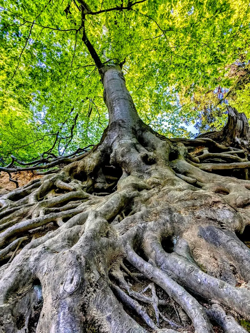 Wildpark Peter und Paul — Animalerie, St. Gallen, Saint-Gall. Foto 3