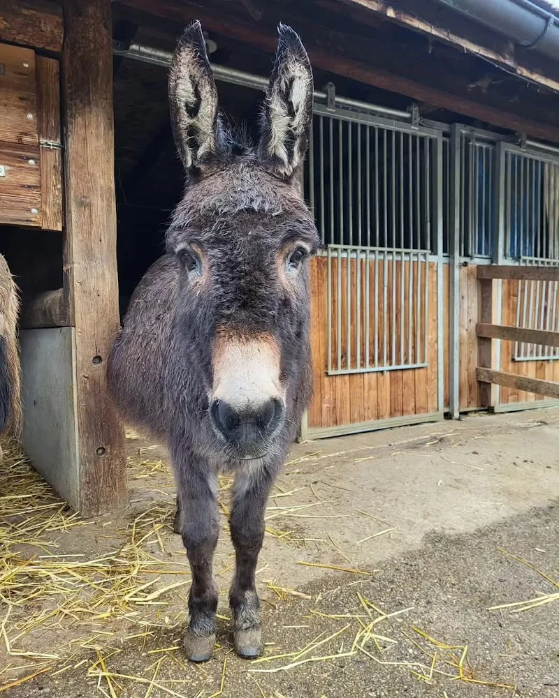 Fée Pour Eux — Katzenpension, Dombresson, Neuenburg. Foto 2