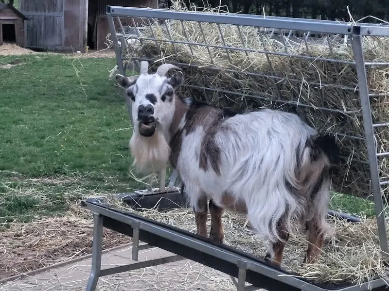 Fée Pour Eux — Katzenpension, Dombresson, Neuenburg. Foto 3