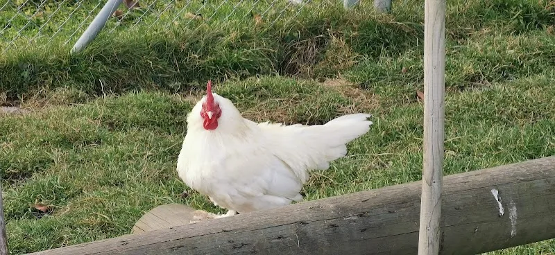 Zoohuus — Zoofachhandel in Altstätten, St. Gallen. Bewertung 4.0/5.