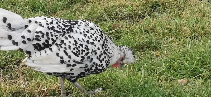 Zoohuus — Animalerie, Altstätten, Saint-Gall. Foto 3