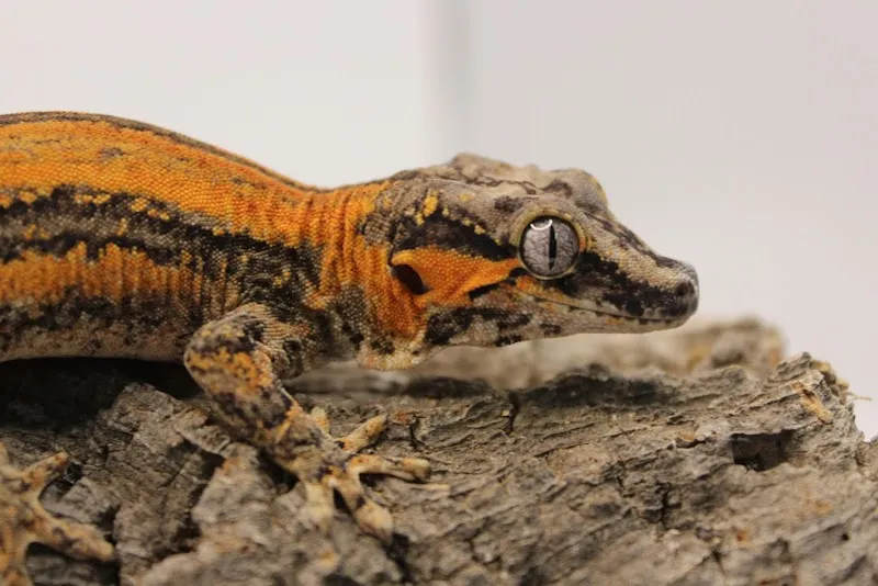 Züri-Reptilien — Animalerie, Zuzwil, Saint-Gall. Foto 2