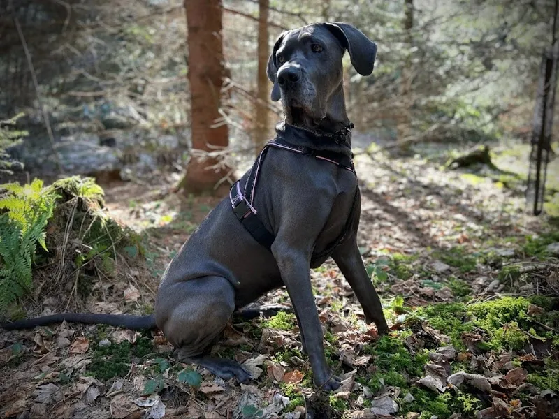 fibs 4dogs — Zoofachhandel in Gossau, Zürich. Bewertung 5.0/5.