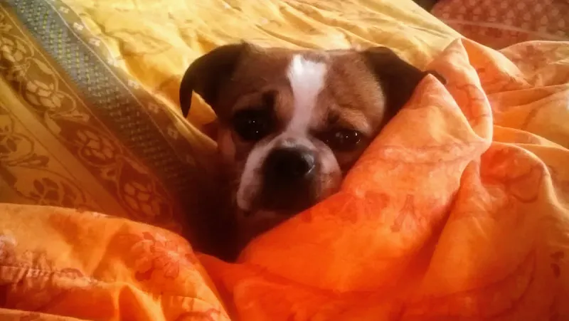 ANIMAL SERVICE — Zoofachhandel, Balerna, Tessin. Foto 2