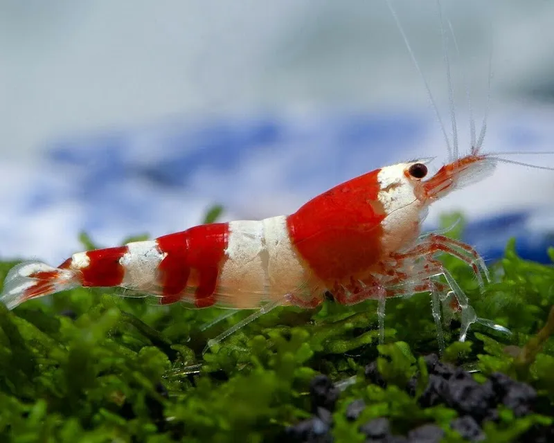 AQUARISTIKONLINE di Matteo Salmina — Zoofachhandel in Ponte Tresa, Tessin. Bewertung 3.3/5.