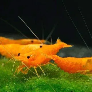 AQUARISTIKONLINE di Matteo Salmina — Zoofachhandel, Ponte Tresa, Tessin. Foto 3