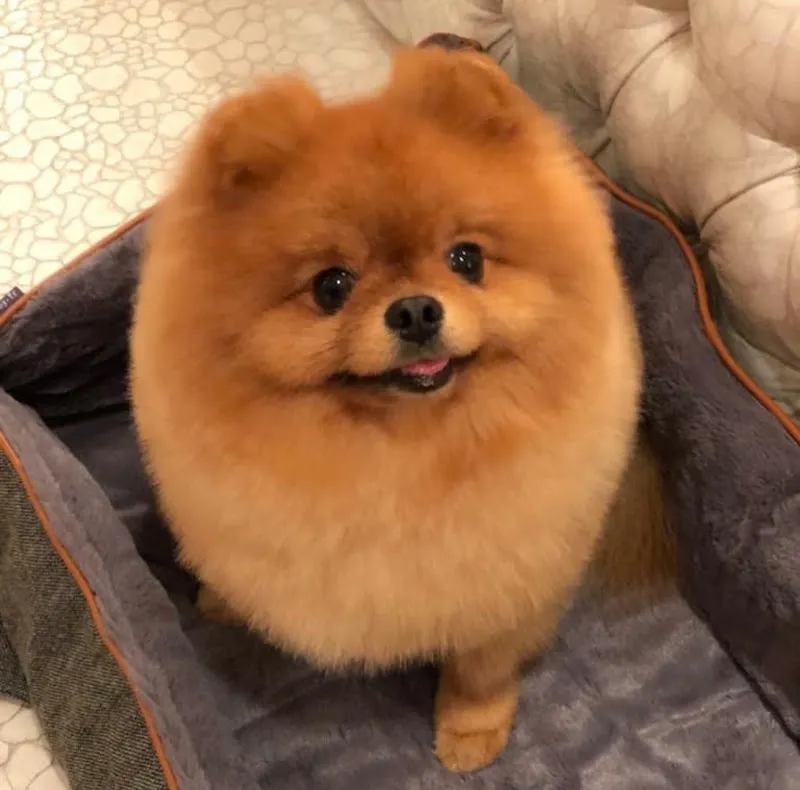 BAUTIQUE & SPA Lugano — Zoofachhandel in Lugano, Tessin. Bewertung 4.4/5.