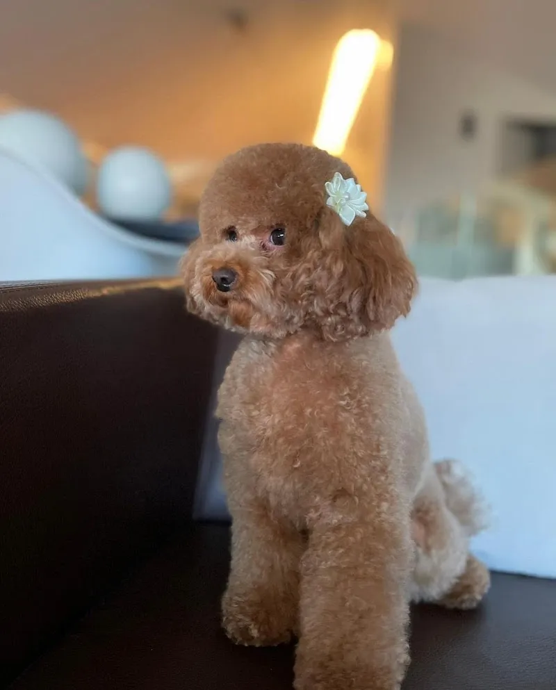 BAUTIQUE & SPA Lugano — Zoofachhandel, Lugano, Tessin. Foto 2