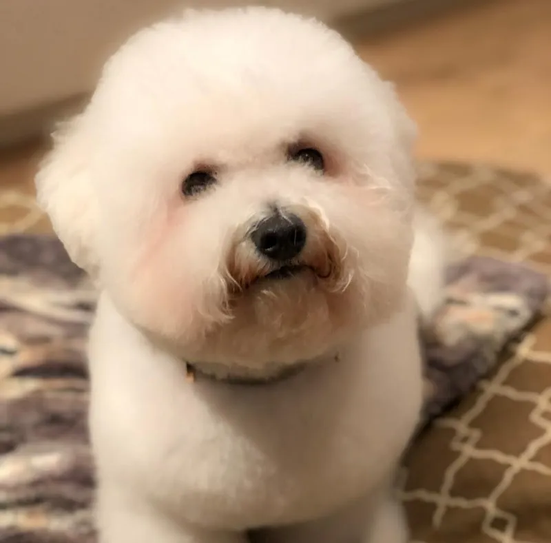 BAUTIQUE & SPA Lugano — Zoofachhandel, Lugano, Tessin. Foto 3