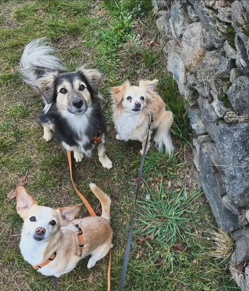 Care4Paws Pet sitting Lugano — Tierdienst, Lugano, Tessin. Foto 2