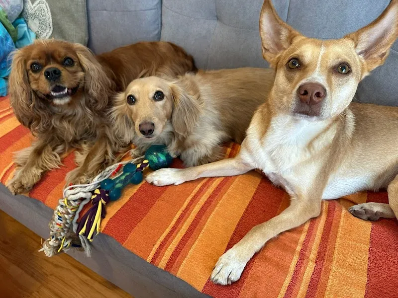 Care4Paws Pet sitting Lugano — Tierdienst, Lugano, Tessin. Foto 3