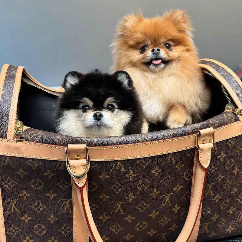 Dog Paradise Lugano — Zoofachhandel, Paradiso, Tessin. Foto 2