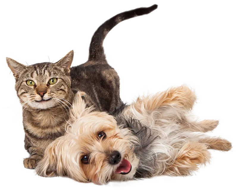 Franco Monti PetFood Import — Zoofachhandel in Grono, Graubünden. 