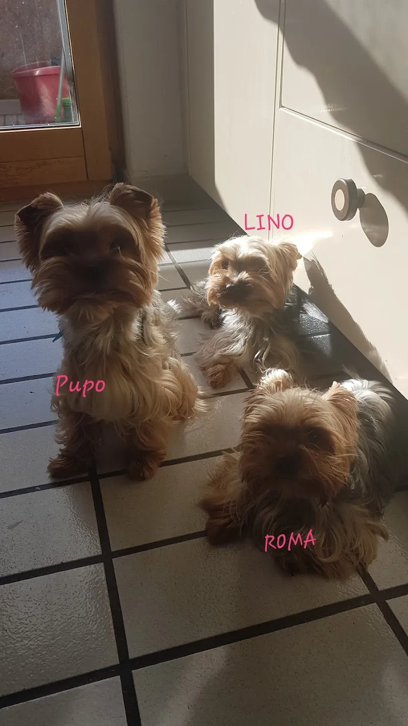 L'Arca degli Animali di Bottan Luca — Zoofachhandel in Viganello, Tessin. Bewertung 4.5/5.