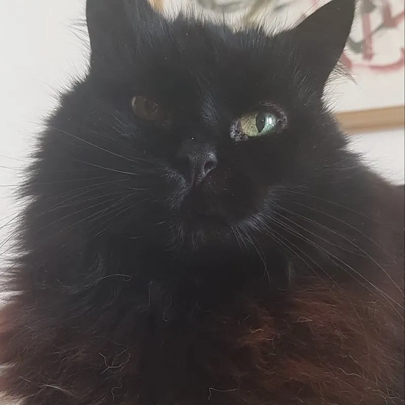 L'Arca degli Animali di Bottan Luca — Zoofachhandel, Viganello, Tessin. Foto 2