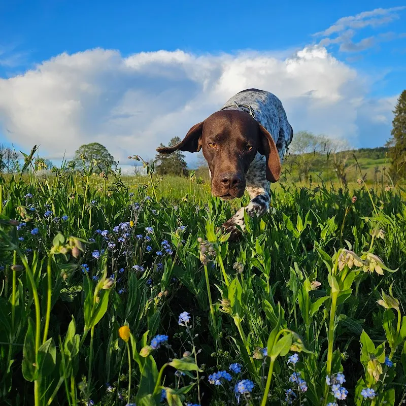 Love for Pets — Katzenpension, Cernier, Neuenburg. Foto 2