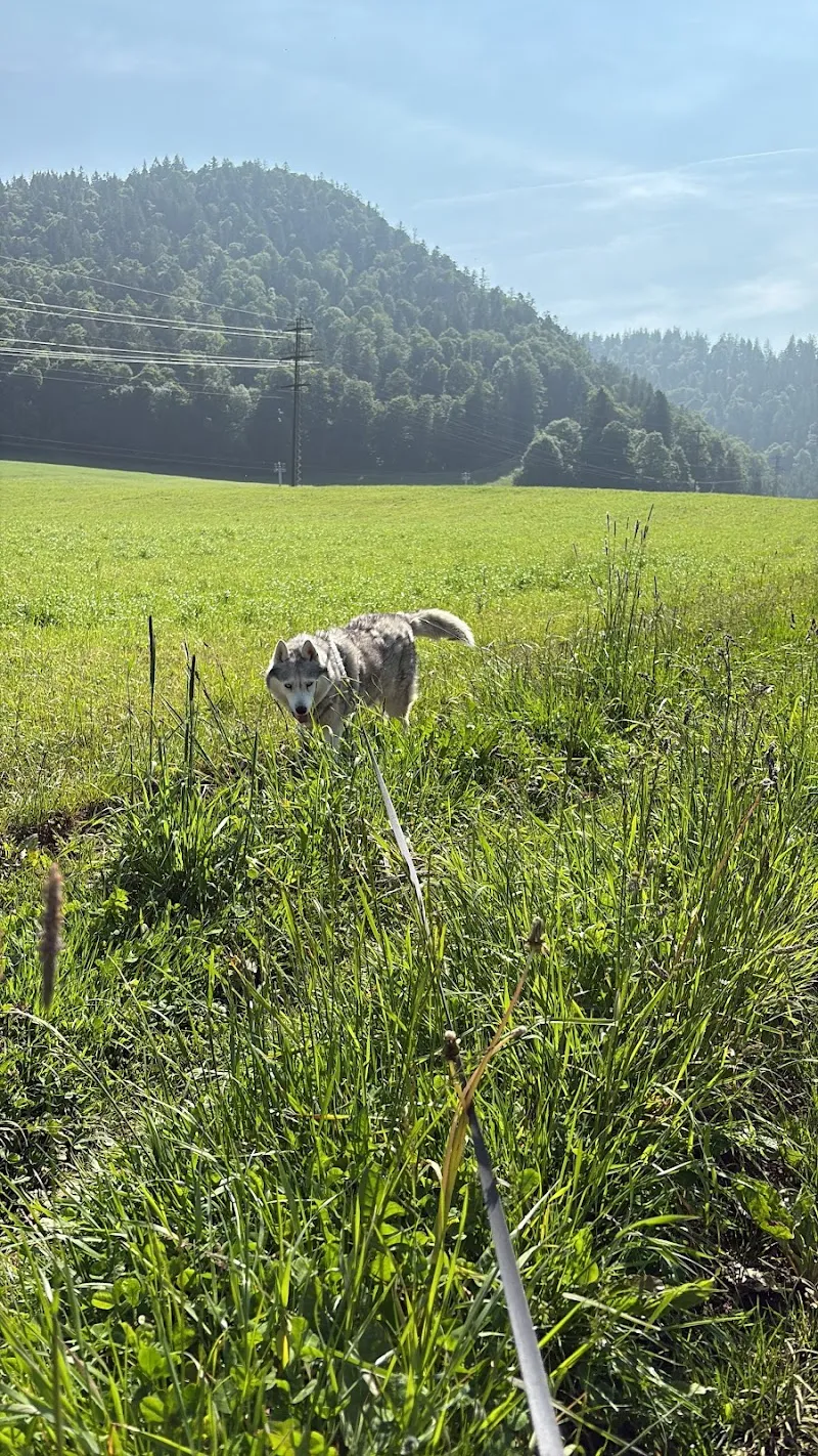 Love for Pets — Katzenpension, Cernier, Neuenburg. Foto 3
