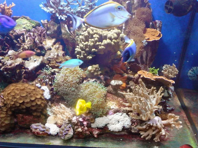 MARINEAQUALINE SHOP ONLINE — Zoofachhandel, Coldrerio, Tessin. Foto 3