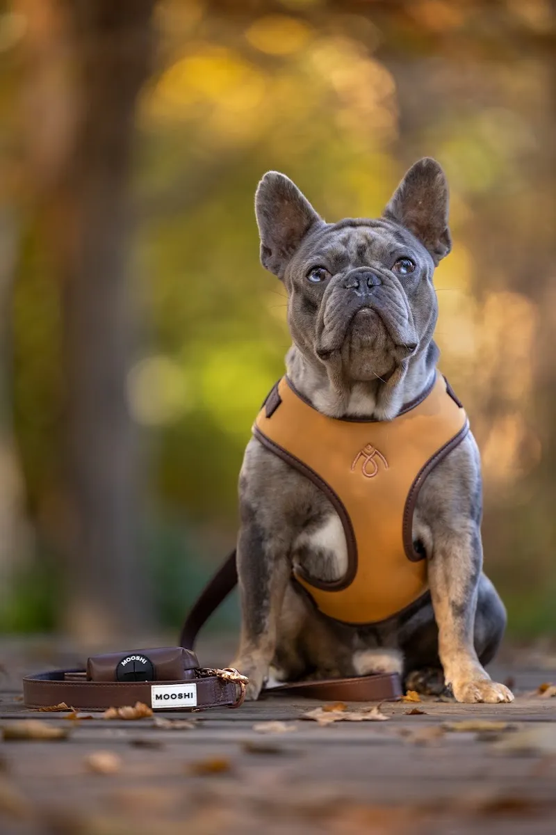 Mooshi Pet Lifestyle — Zoofachhandel in Lugano, Tessin. Bewertung 5.0/5.