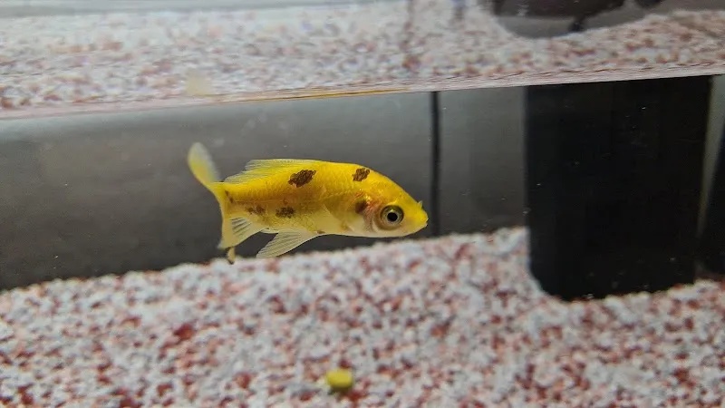 Petfriends Bellinzona — Zoofachhandel in Bellinzona, Tessin. Bewertung 4.7/5.