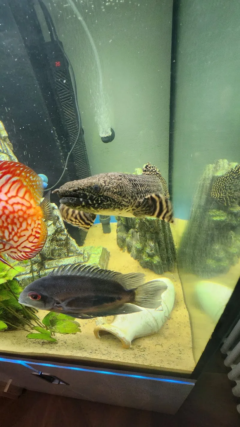 Petfriends Bellinzona — Animalerie, Bellinzona, Tessin. Foto 2