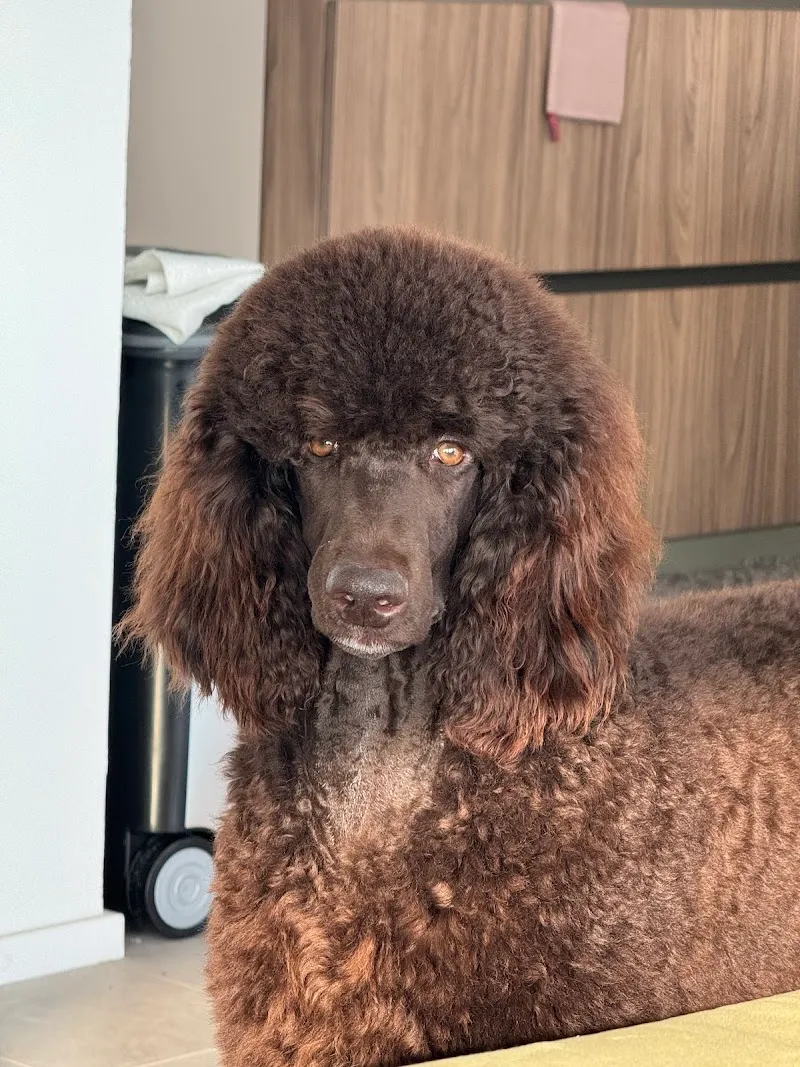 Petly Groom — Animalerie, Lugano, Tessin. Foto 2