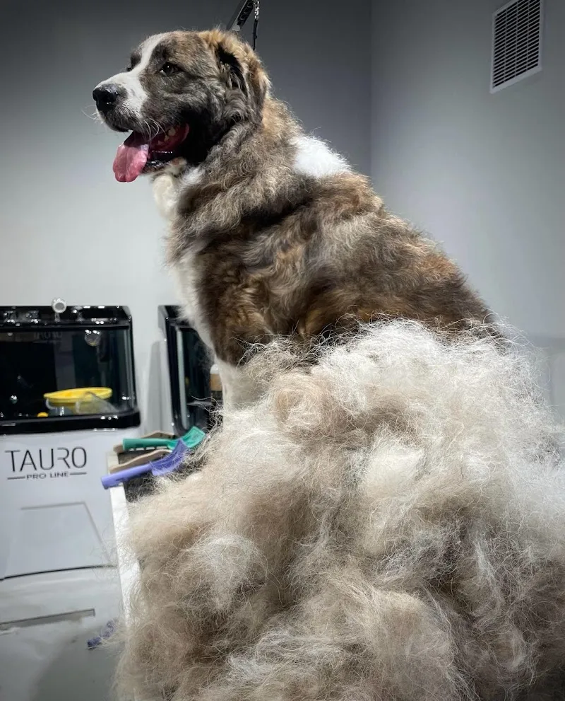 Petly Groom — Animalerie, Lugano, Tessin. Foto 3