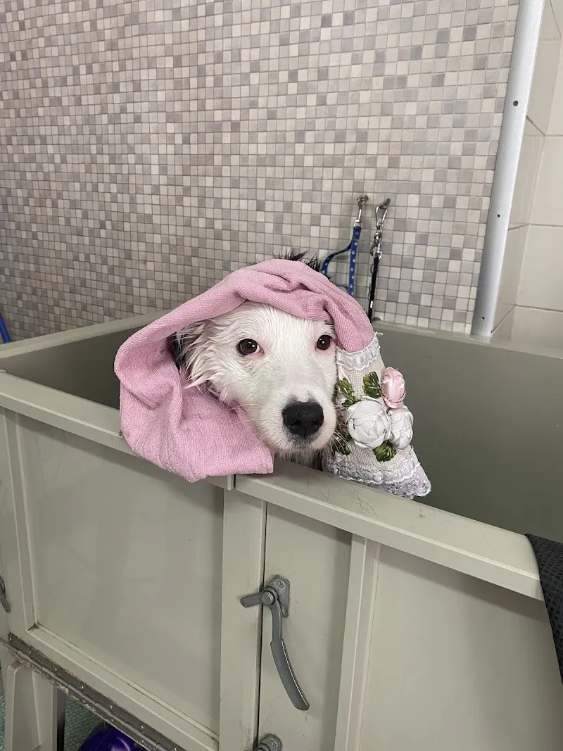 Zampa Felice — Zoofachhandel, Balerna, Tessin. Foto 2