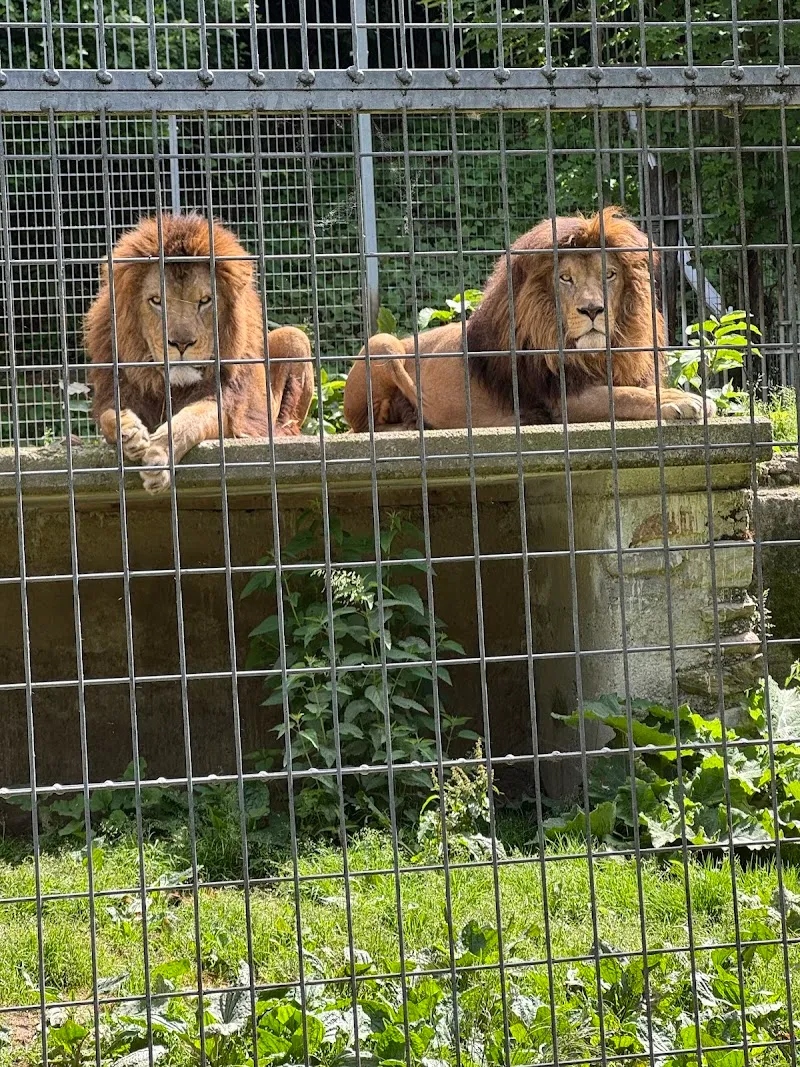 Zoo al Maglio - Neggio — Zoofachhandel, Magliaso, Tessin. Foto 2