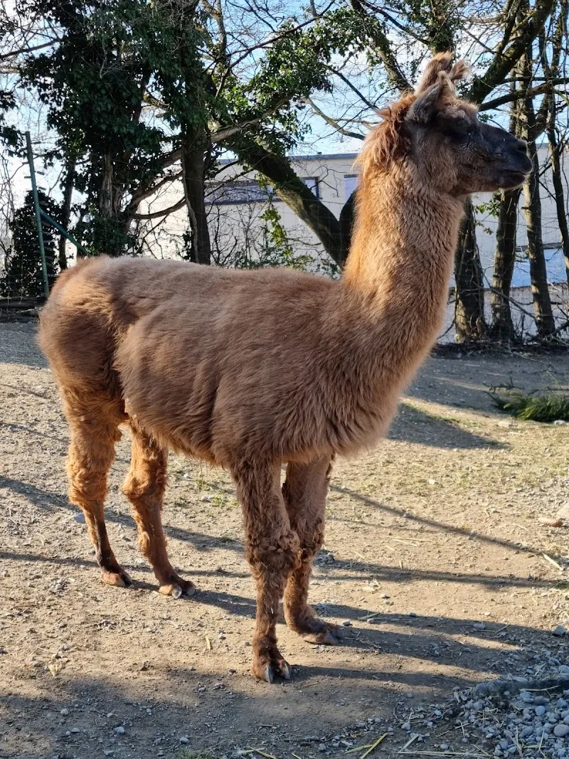Frauenfeld, Plättli Zoo — Animalerie, Frauenfeld, Thurgovie. Foto 3