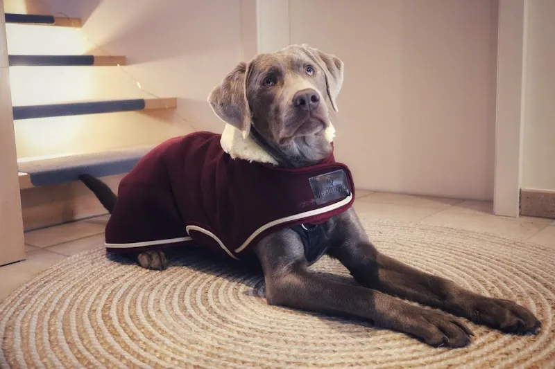 Hundestil — Animalerie, Thundorf, Thurgovie. Foto 2