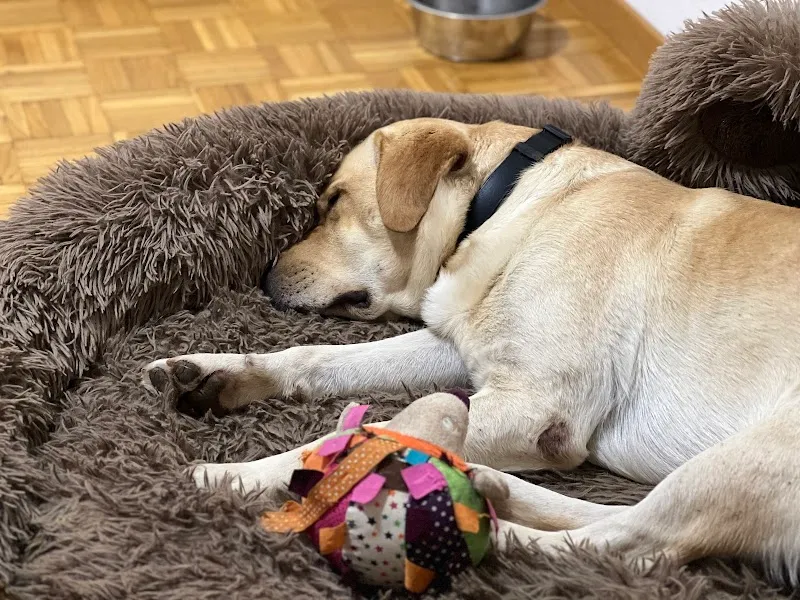 Vi Petsitting — Katzenpension in La Chaux-de-Fonds, Neuenburg. Bewertung 5.0/5.