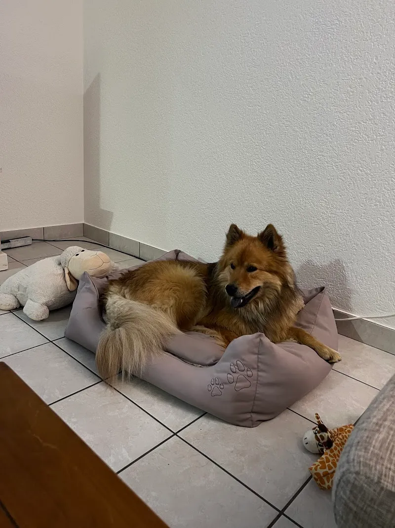 Vi Petsitting — Pension pour chats, La Chaux-de-Fonds, Neuchâtel. Foto 2