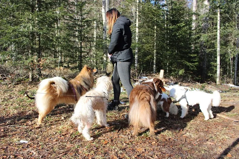 Vi Petsitting — Pension pour chats, La Chaux-de-Fonds, Neuchâtel. Foto 3