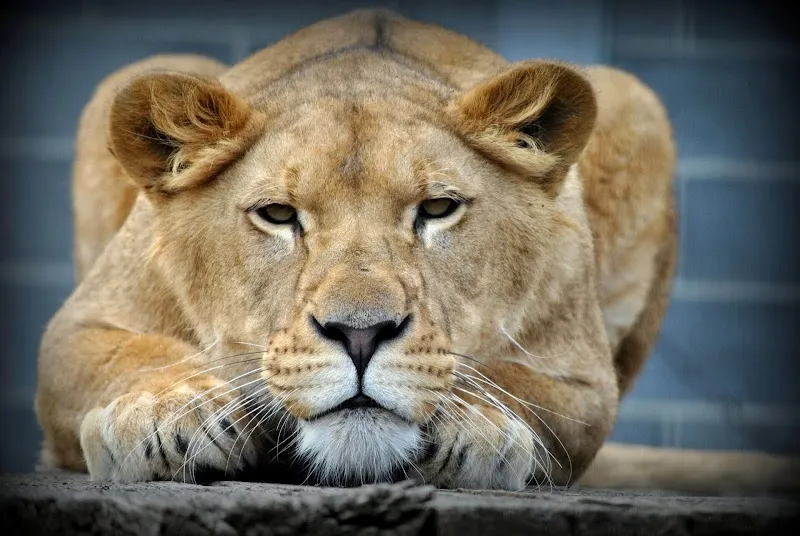 Plättli-Zoo AG — Zoofachhandel, Frauenfeld, Thurgau. Foto 2