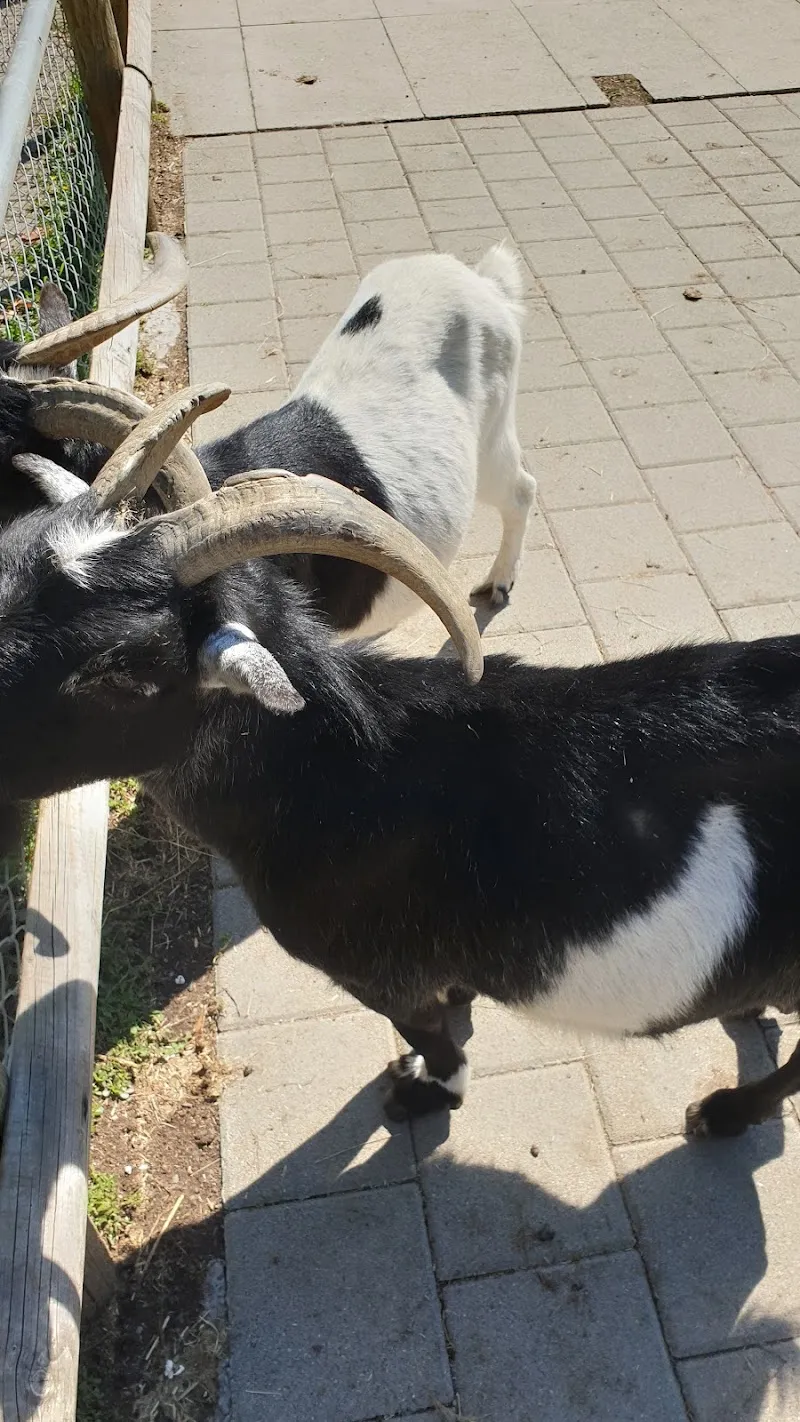 Streichelzoo — Animalerie, Amriswil, Thurgovie. Foto 2