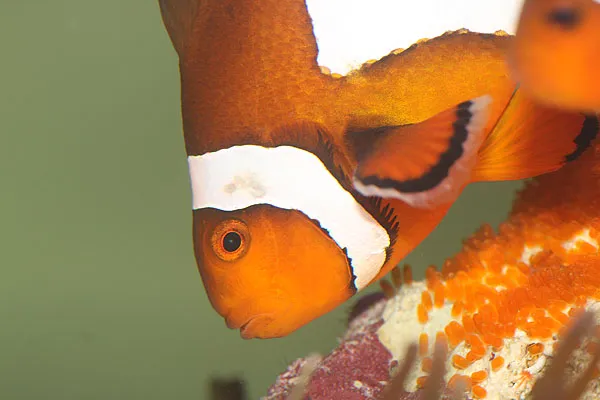 fishgimmicks — Zoofachhandel in Felben-Wellhausen, Thurgau. Bewertung 5.0/5.