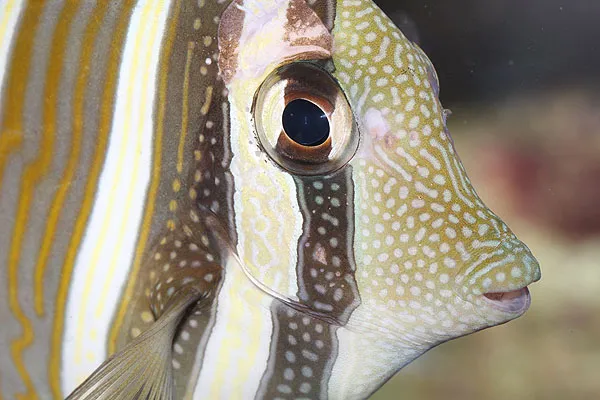 fishgimmicks — Zoofachhandel, Felben-Wellhausen, Thurgau. Foto 2