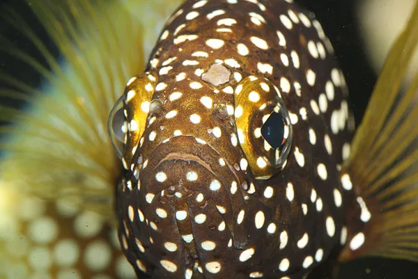 fishgimmicks — Zoofachhandel, Felben-Wellhausen, Thurgau. Foto 3