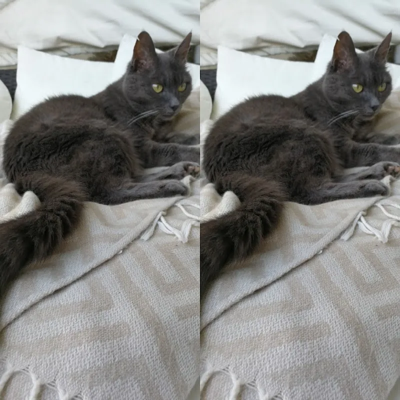 ANIMALEMENT VÔTRE — Zoofachhandel in Gland, Waadt. Bewertung 4.5/5.