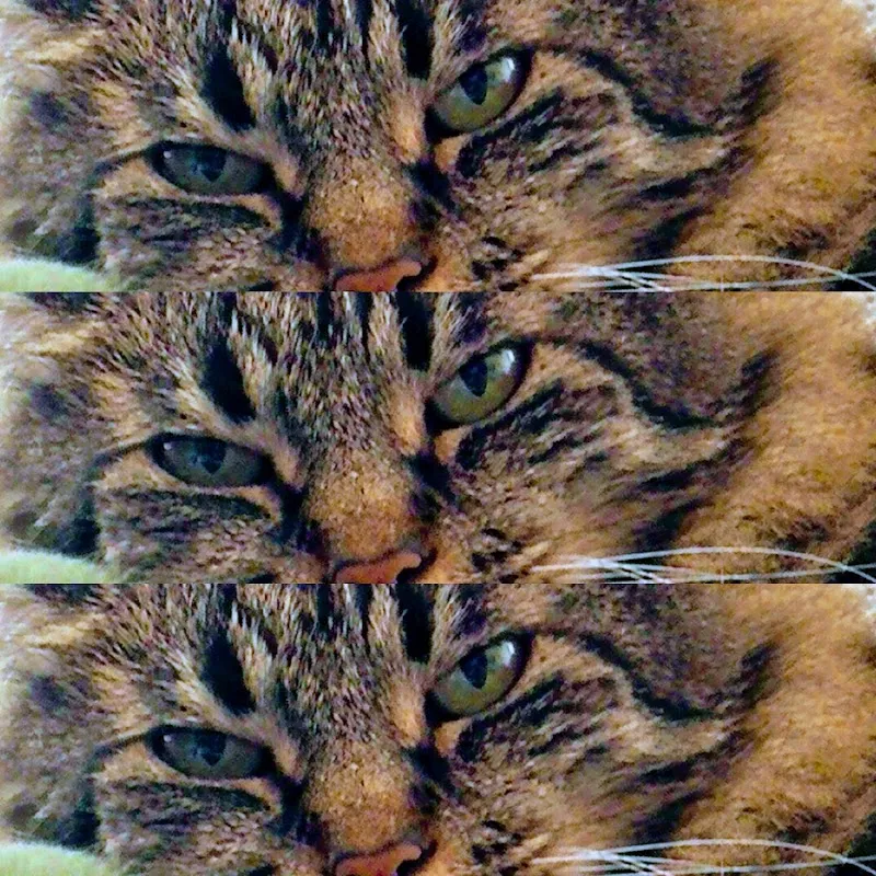 ANIMALEMENT VÔTRE — Animalerie, Gland, Vaud. Foto 3