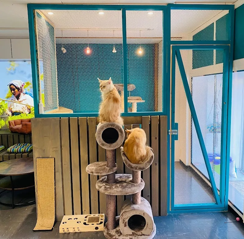 Katzenpension Flawil — Pension pour chats, Flawil, Saint-Gall. Foto 2