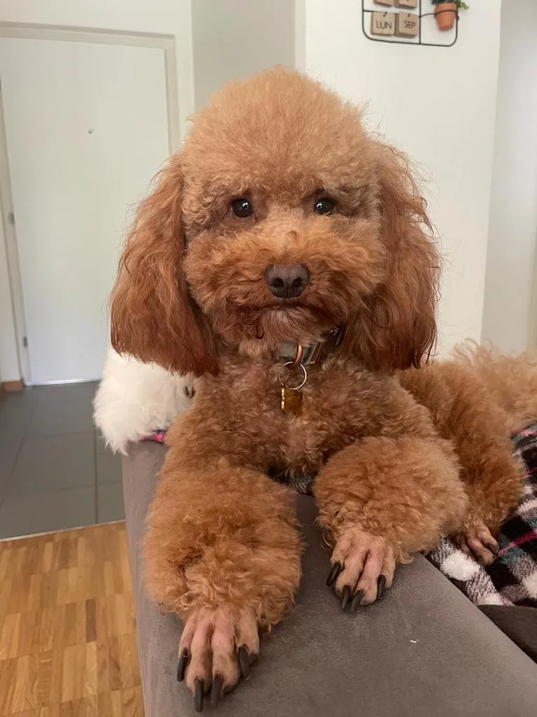 AnimaLook Karen — Animalerie, Lausanne, Vaud. Foto 2